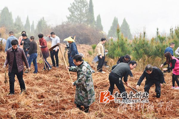beat365唯一官网老师们热火朝天地挥锄种金槐